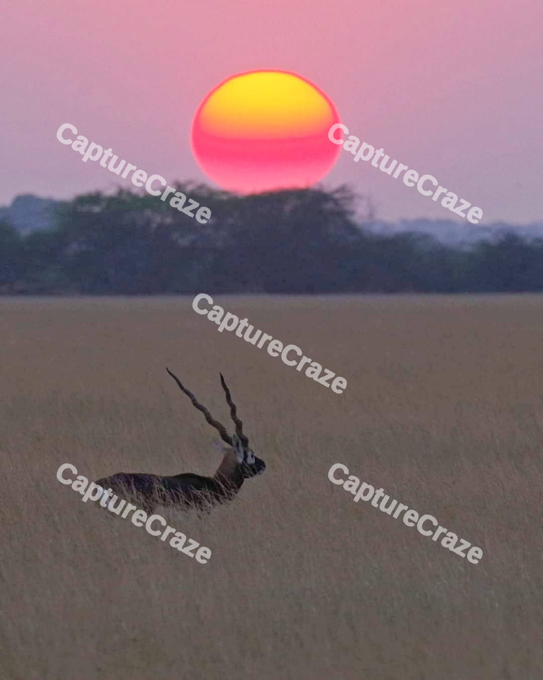 Blackbuck